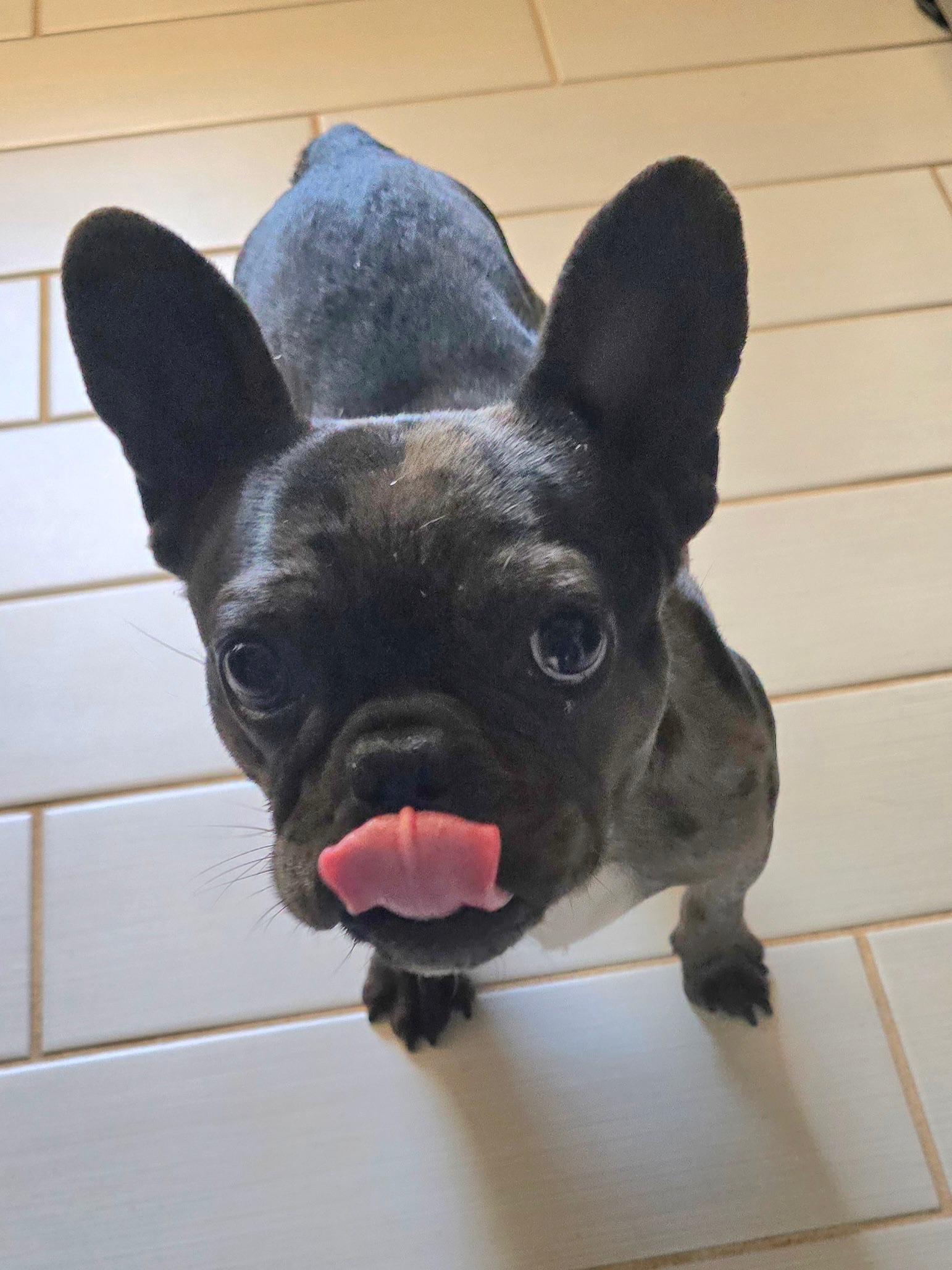 Gigi, ADOPTABLE, Young Female French Bulldog.