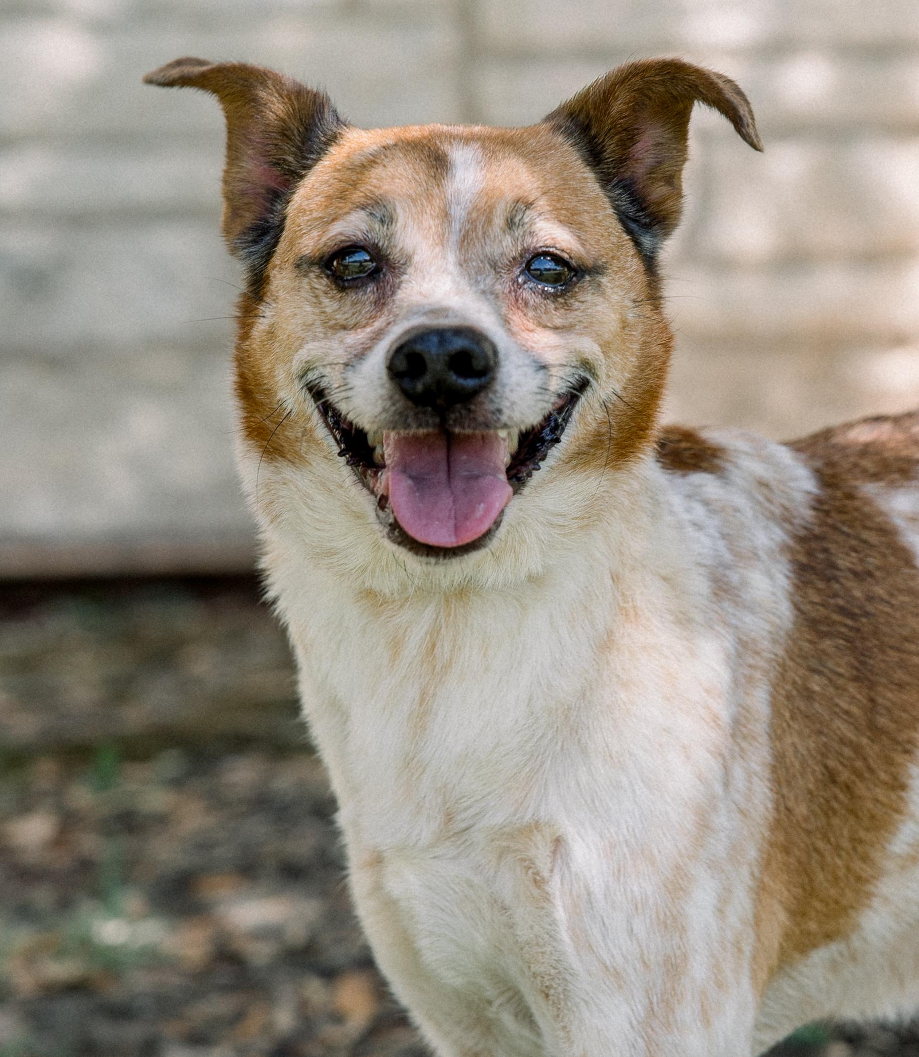 Jack, a ADOPTABLE mixed breed in Bryan, TX image 2/3