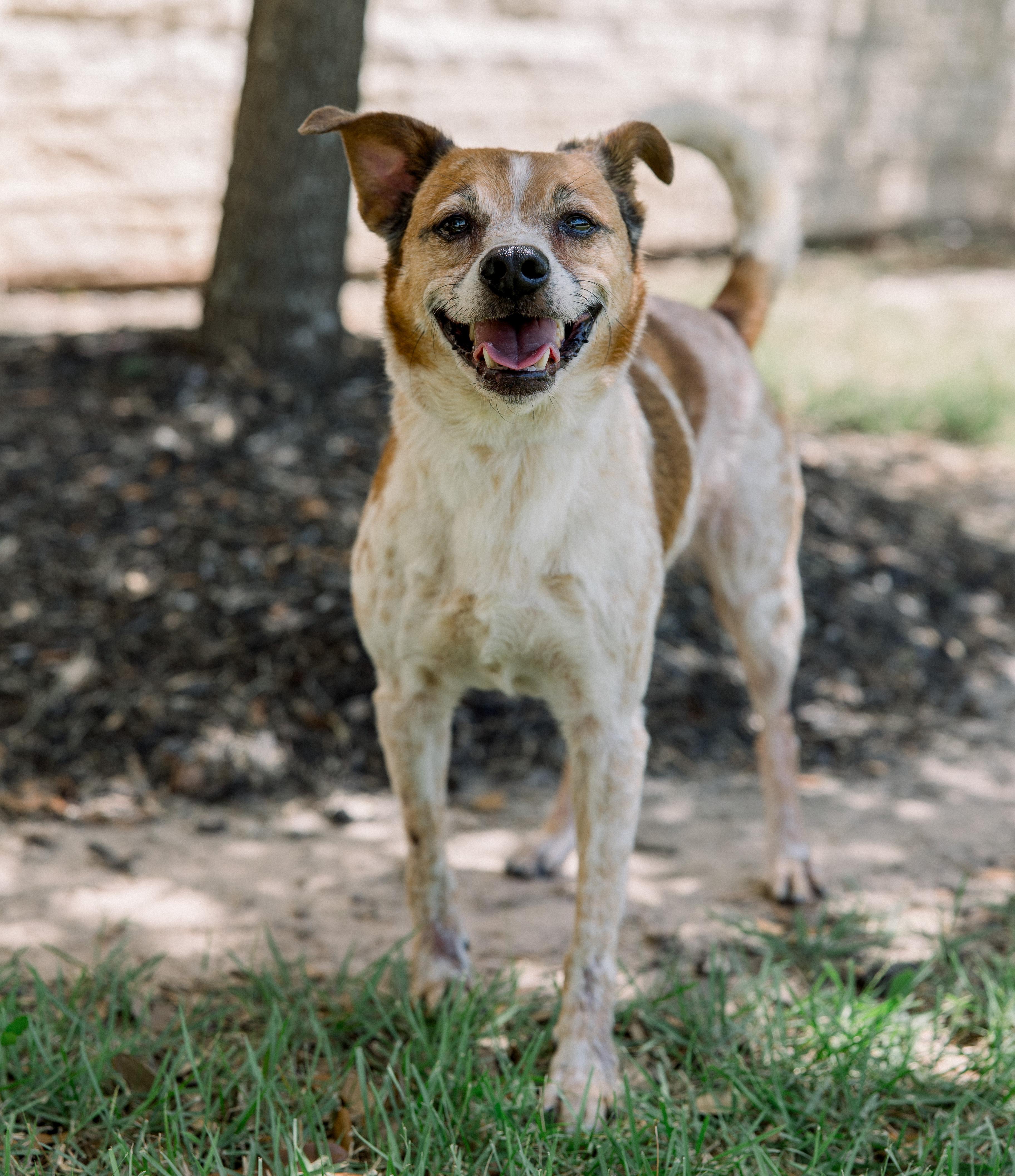 Jack, a ADOPTABLE mixed breed in Bryan, TX image 1/3