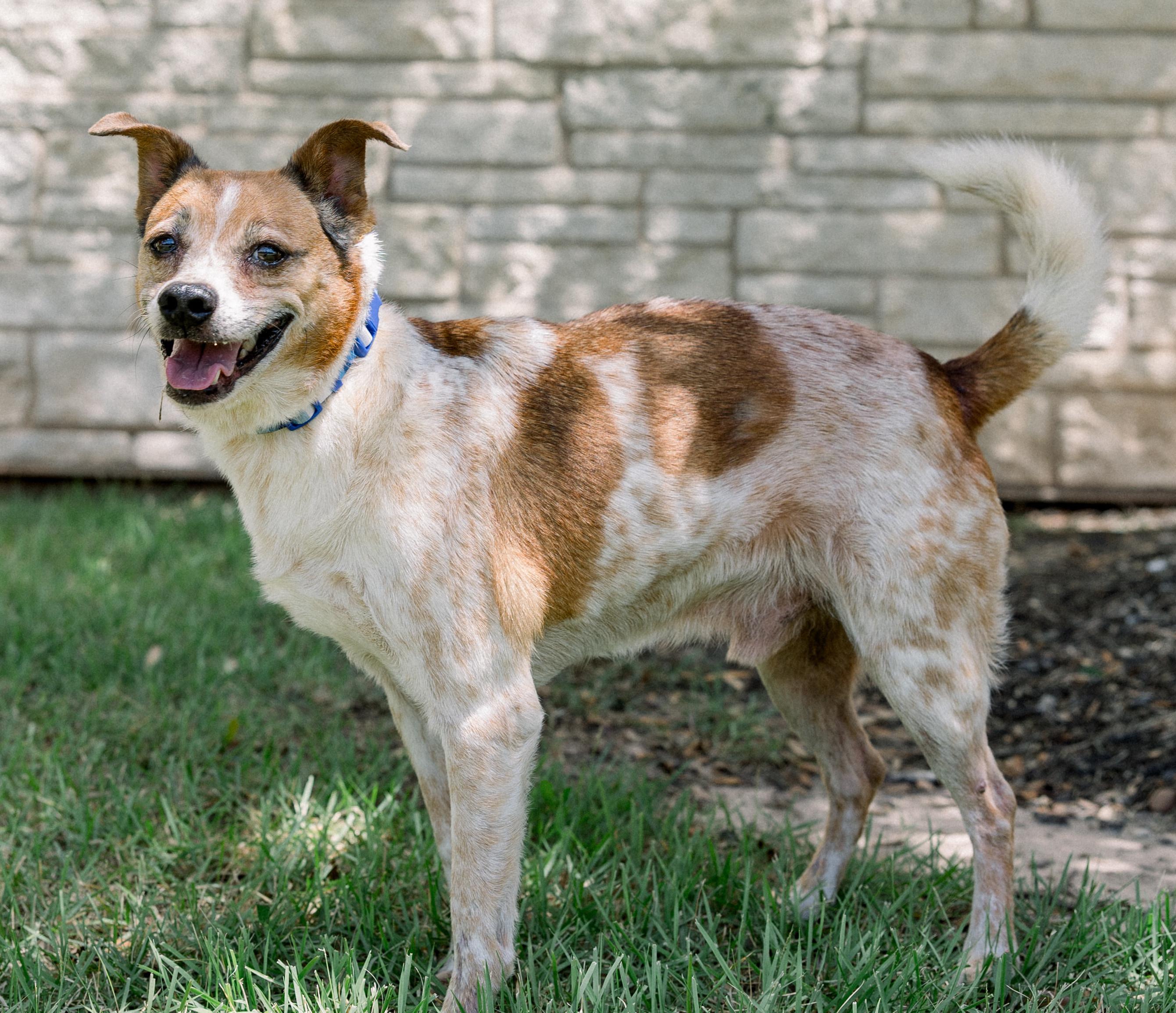Jack, a ADOPTABLE mixed breed in Bryan, TX image 3/3