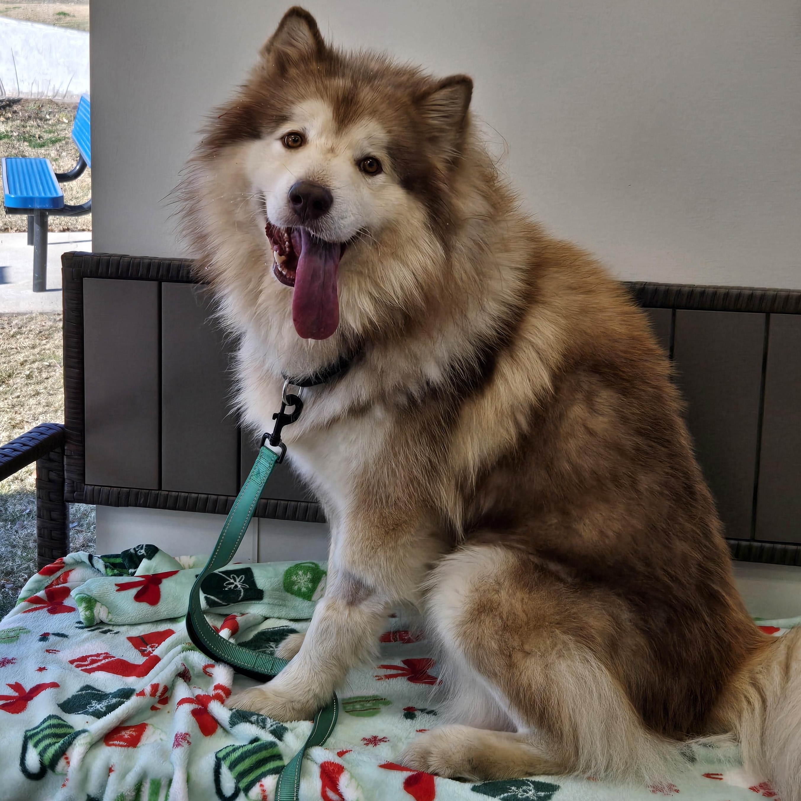 Enlarge 4PAWS Bear, a ADOPTABLE Alaskan Malamute in Benbrook, TX image 2/4