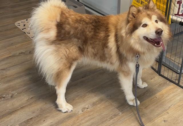 4PAWS Bear, ADOPTABLE, Adult Male Alaskan Malamute.
