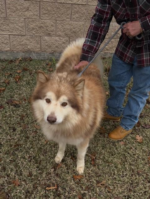 Enlarge 4PAWS Bear, a ADOPTABLE Alaskan Malamute in Benbrook, TX image 3/4