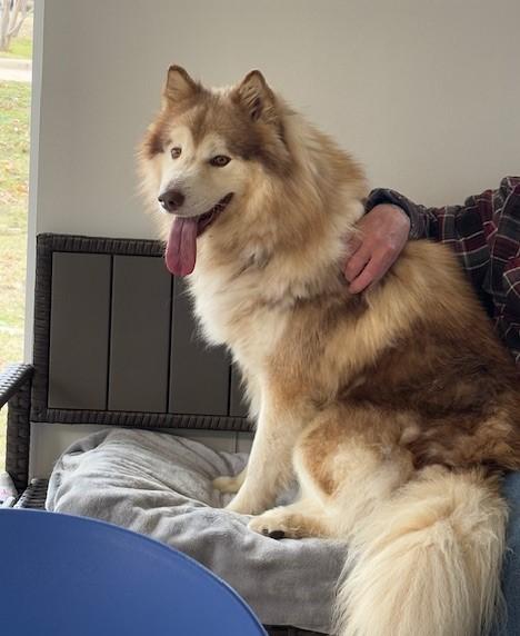 Enlarge 4PAWS Bear, a ADOPTABLE Alaskan Malamute in Benbrook, TX image 4/4