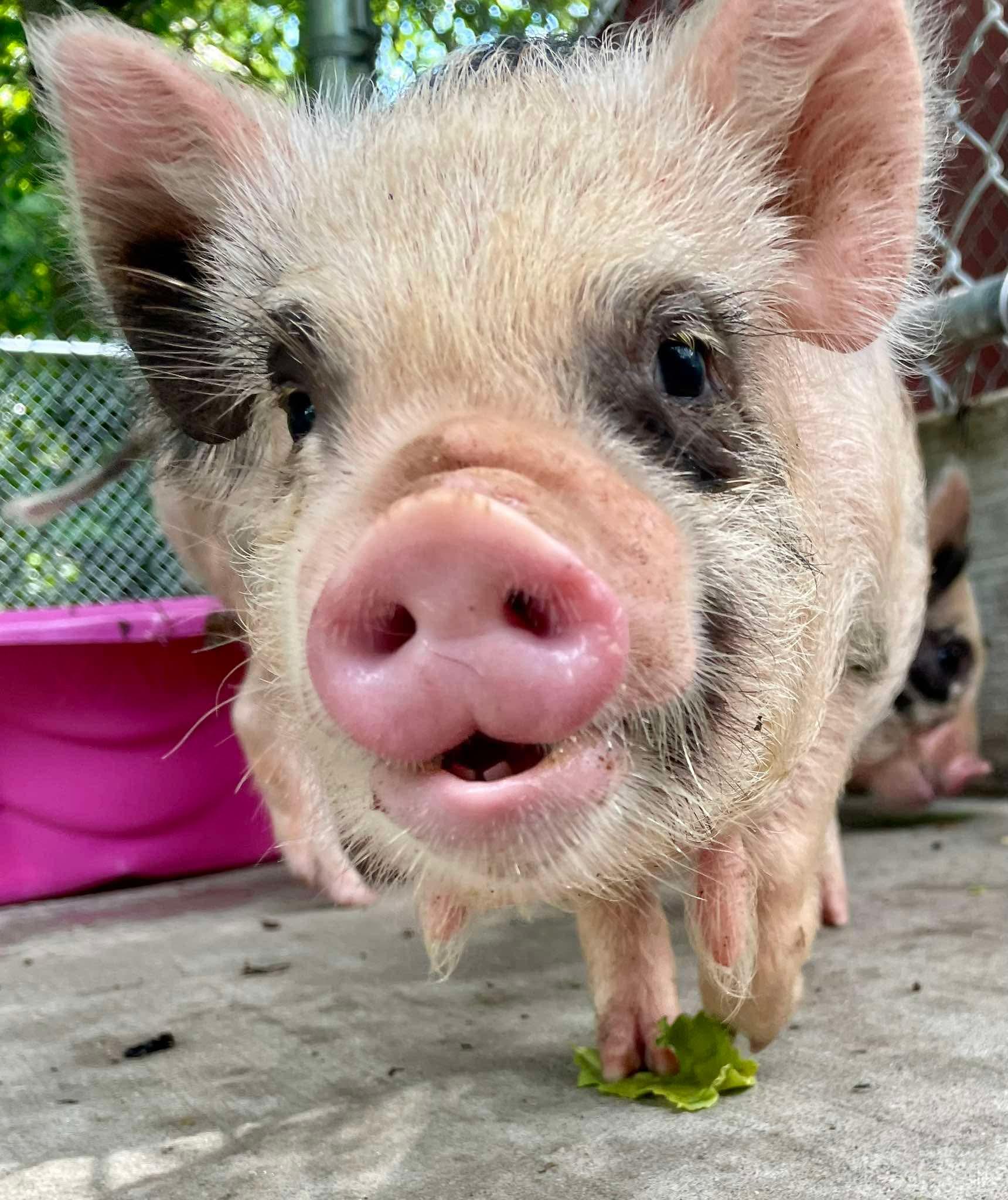 Enlarge Kune Kune Siblings, a Adoptable Pig in Durham, NC image 2/5