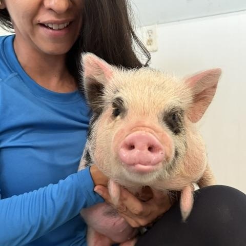 Kune Kune Siblings, Adoptable, Baby Female Pig.