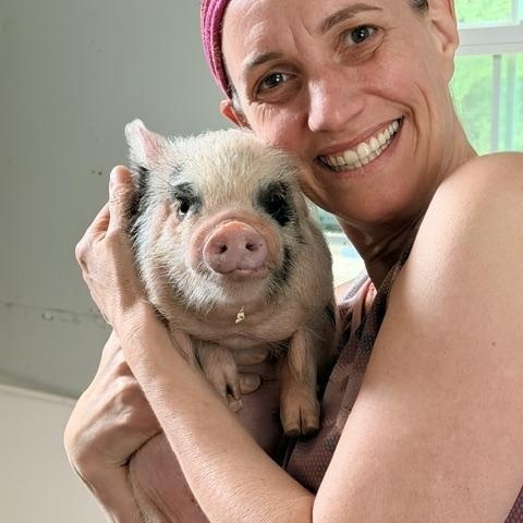 Enlarge Kune Kune Siblings, a Adoptable Pig in Durham, NC image 3/5