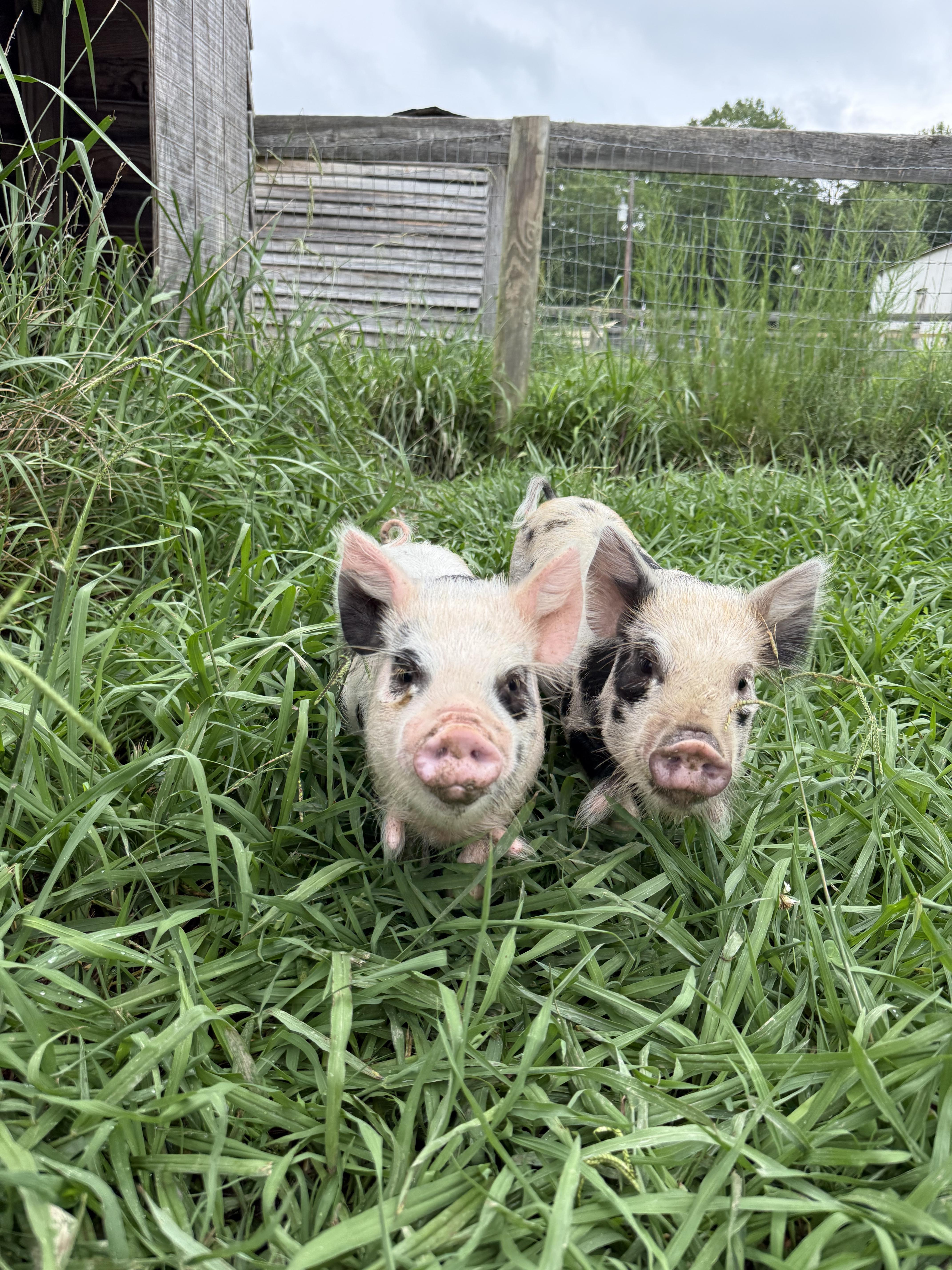 Enlarge Kune Kune Siblings, a Adoptable Pig in Durham, NC image 4/5