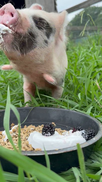 Enlarge Kune Kune Siblings, a Adoptable Pig in Durham, NC video 5/5