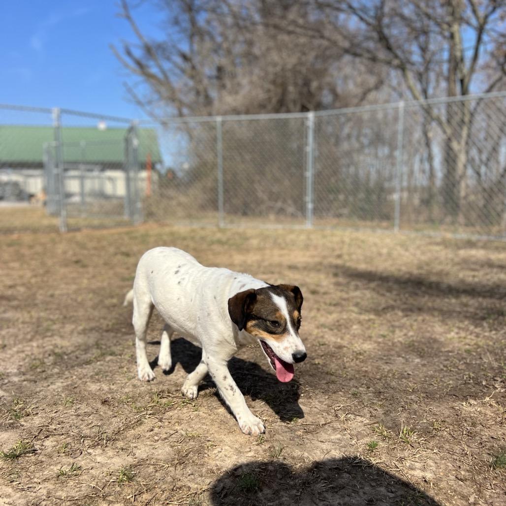 Simon, Adoptable, Adult Male Mixed Breed.