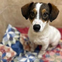 Enlarge Simon, a Adoptable Mixed Breed in Poplar Bluff, MO image 2/6