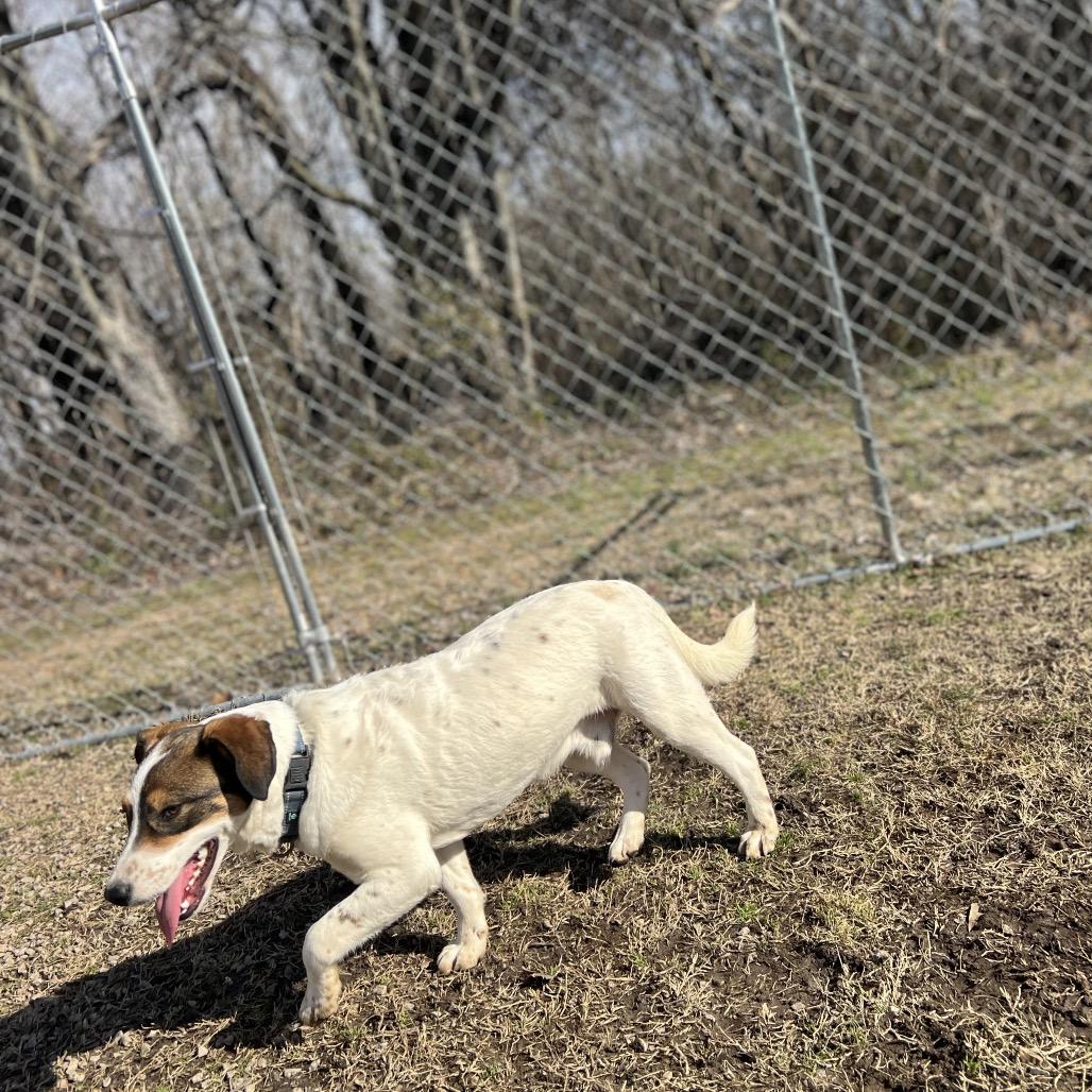 Enlarge Simon, a Adoptable Mixed Breed in Poplar Bluff, MO image 3/6