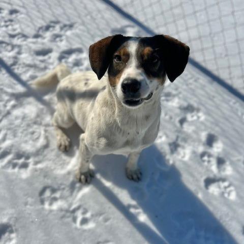 Enlarge Simon, a Adoptable Mixed Breed in Poplar Bluff, MO image 4/6