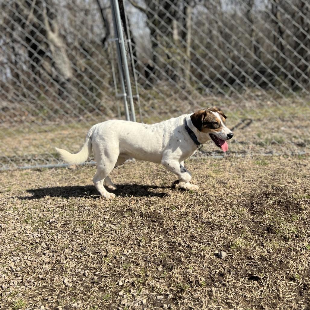 Enlarge Simon, a Adoptable Mixed Breed in Poplar Bluff, MO image 4/6