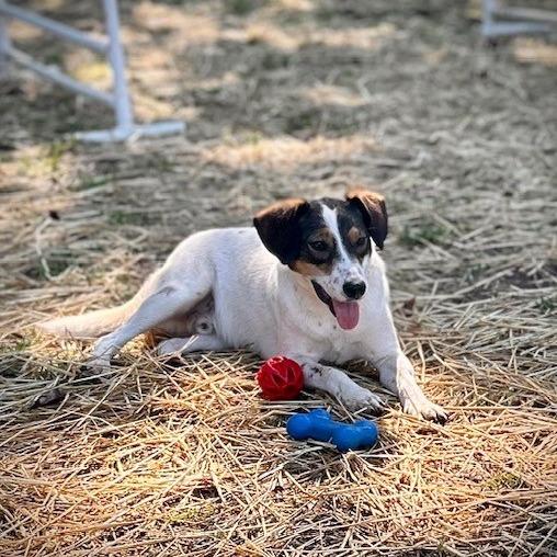Enlarge Simon, a Adoptable Mixed Breed in Poplar Bluff, MO image 5/6