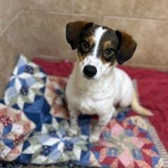 Enlarge Simon, a Adoptable Mixed Breed in Poplar Bluff, MO image 6/6