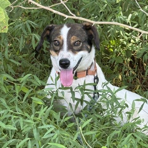 Enlarge Simon, a Adoptable Mixed Breed in Poplar Bluff, MO image 6/6