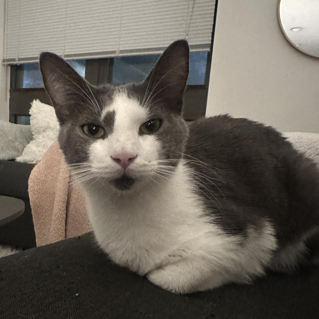 Enlarge Billy Levy-JS, a Adoptable Domestic Short Hair in Tallahassee, FL image 1/6