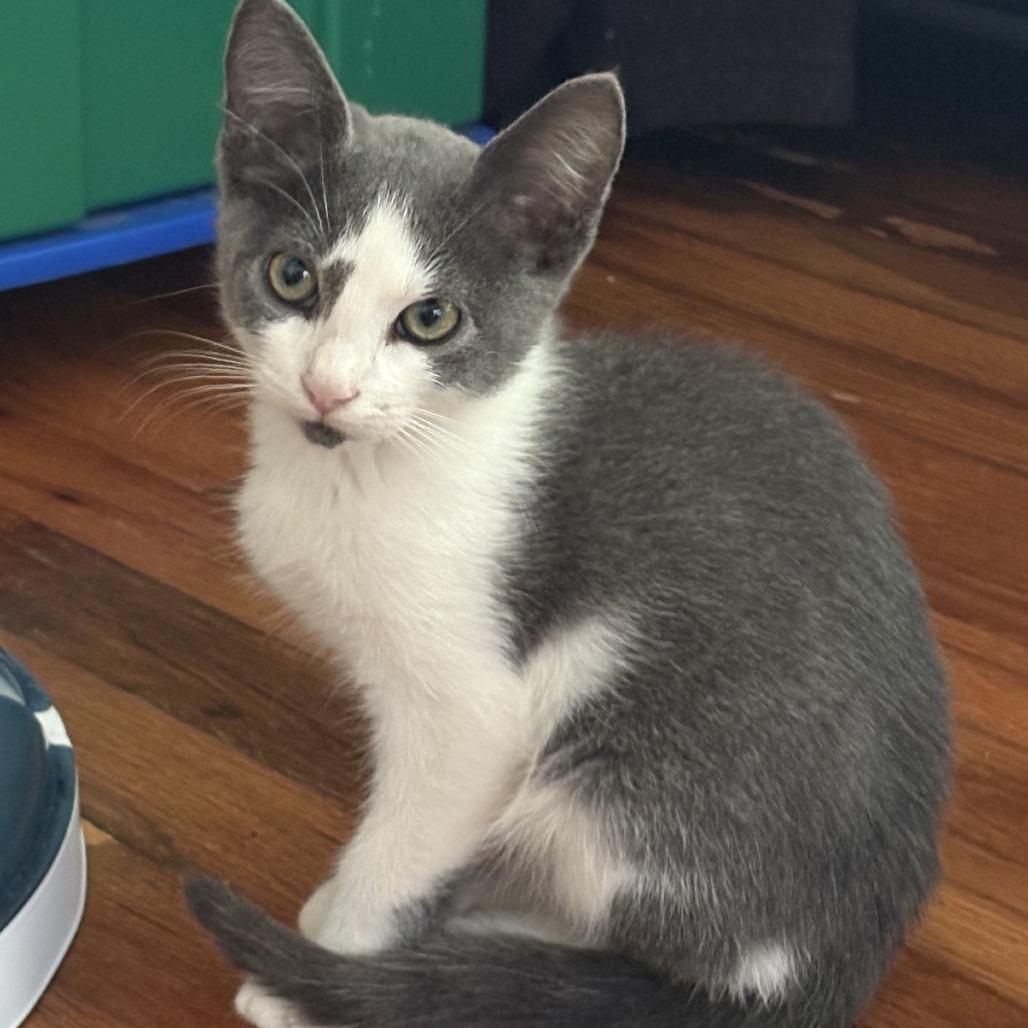 Enlarge Billy Levy-JS, a Adoptable Domestic Short Hair in Tallahassee, FL image 2/6