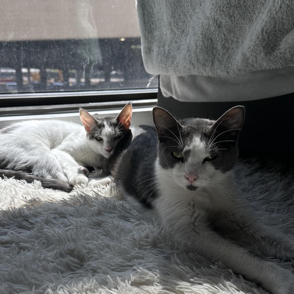 Enlarge Billy Levy-JS, a Adoptable Domestic Short Hair in Tallahassee, FL image 3/6