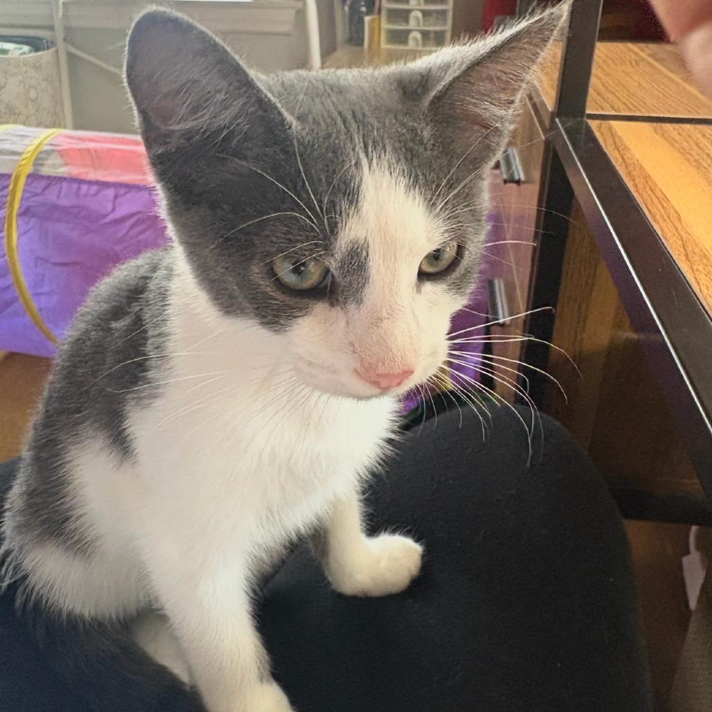 Enlarge Billy Levy-JS, a Adoptable Domestic Short Hair in Tallahassee, FL image 4/6