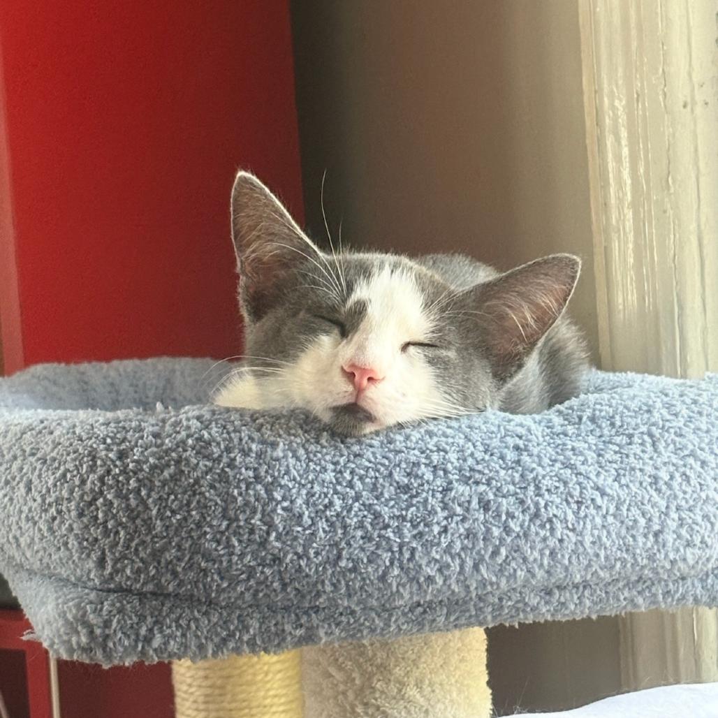 Enlarge Billy Levy-JS, a Adoptable Domestic Short Hair in Tallahassee, FL image 5/6