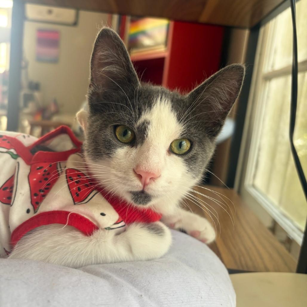 Enlarge Billy Levy-JS, a Adoptable Domestic Short Hair in Tallahassee, FL image 6/6