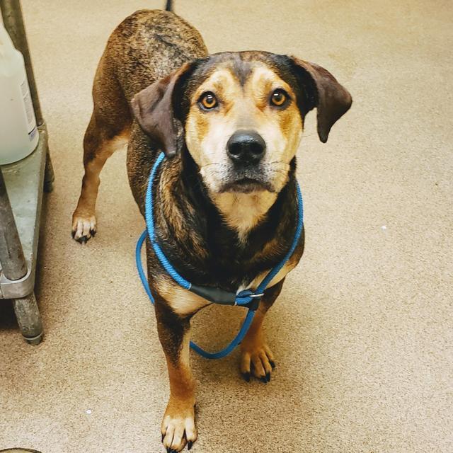 Enlarge BETHANY, a Adoptable Hound in Florence, SC image 1/2