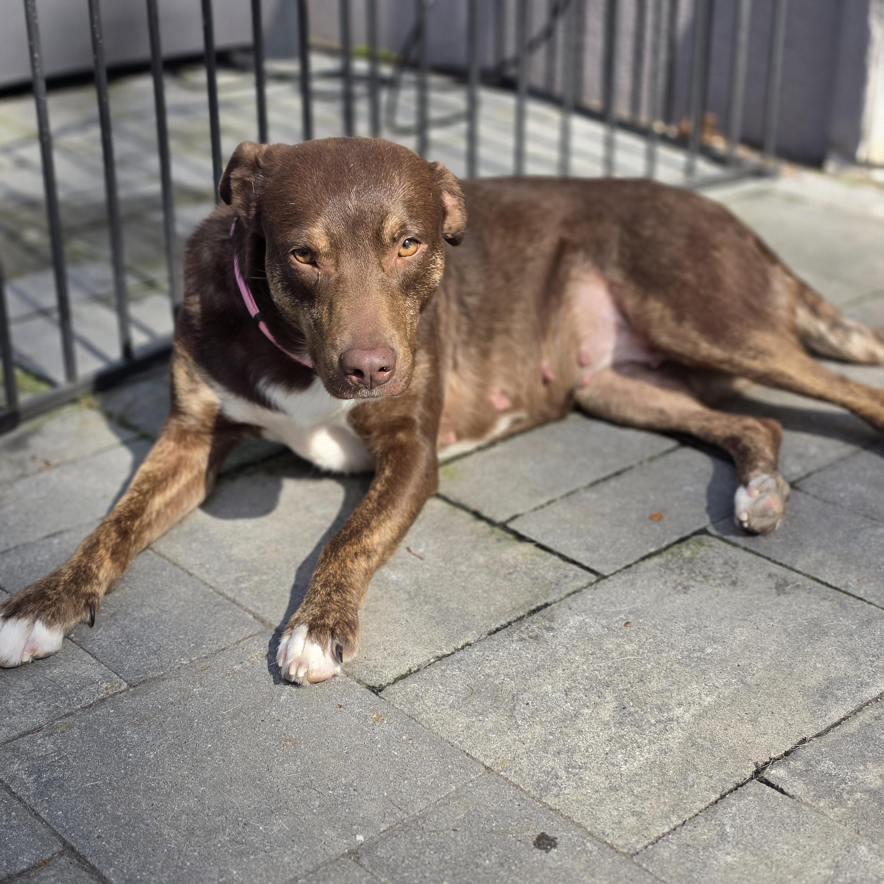 Brownie, Adoptable, Puppy Female Mixed Breed.
