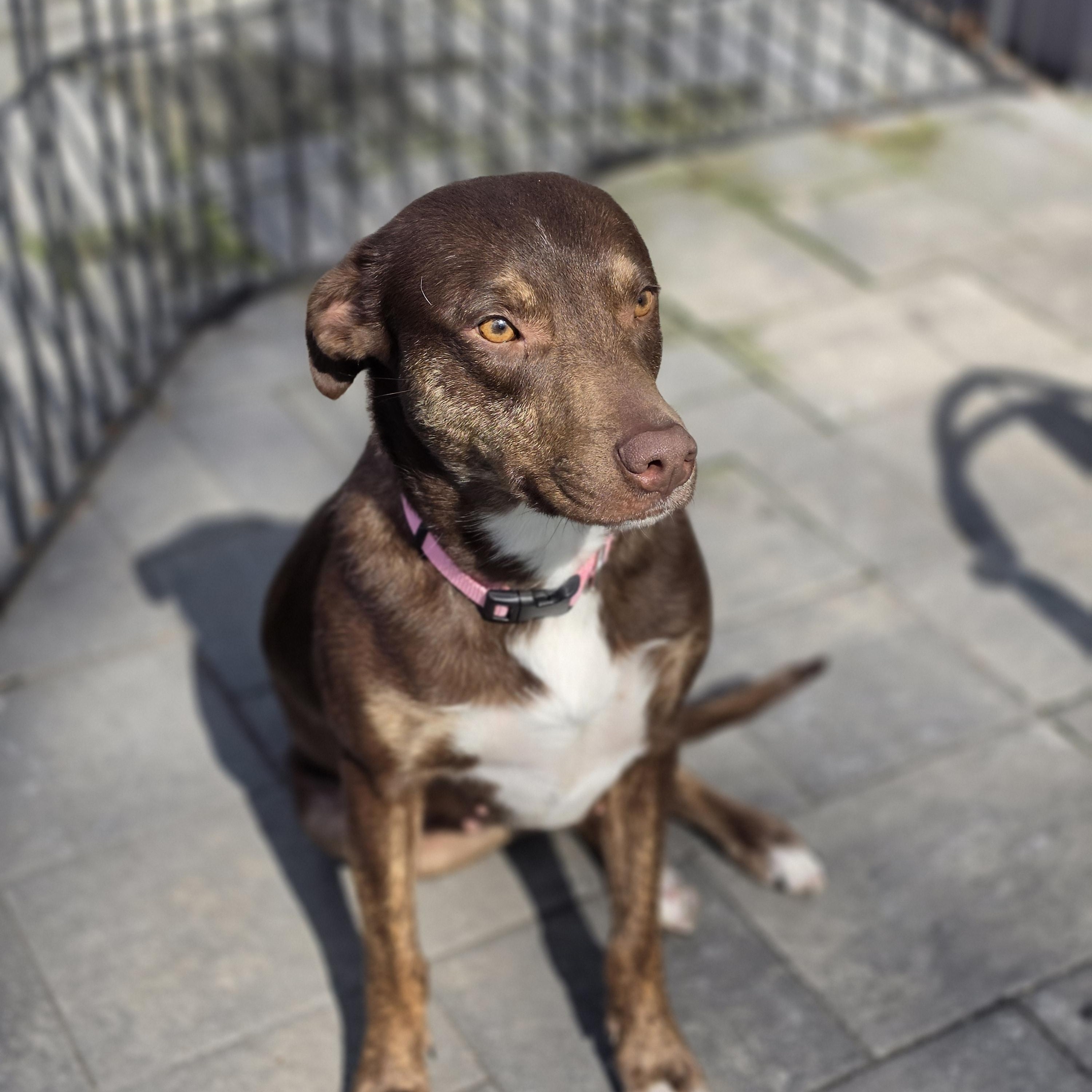 Enlarge Brownie, a Adoptable mixed breed in Blairstown, NJ image 5/6