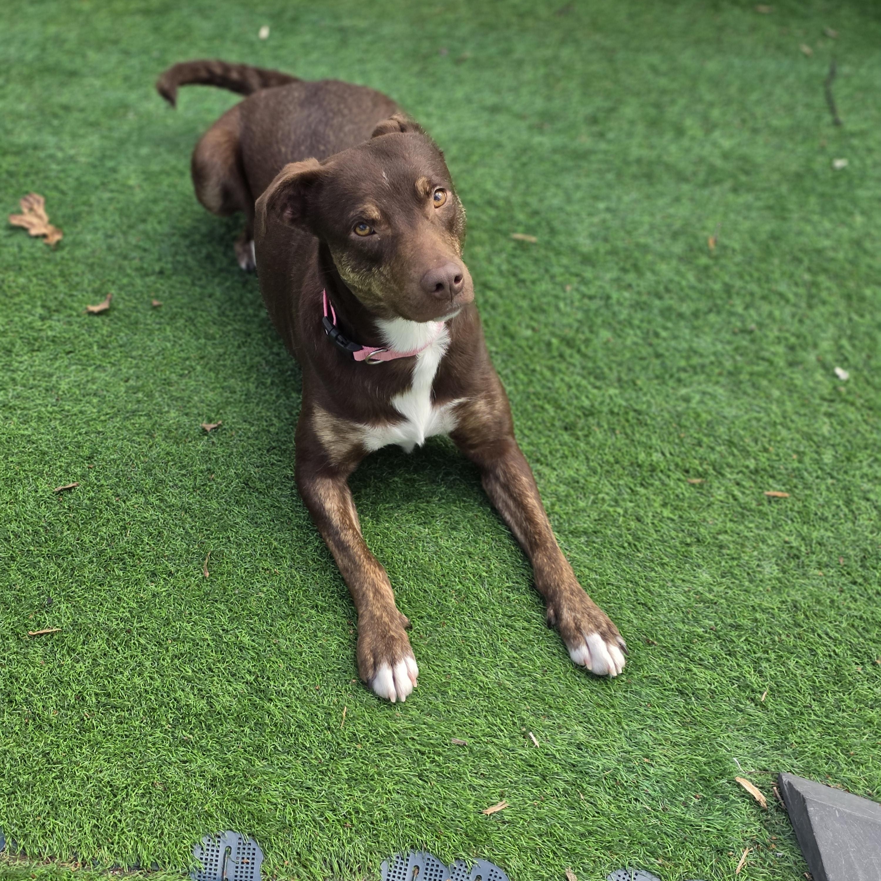 Enlarge Brownie, a Adoptable mixed breed in Blairstown, NJ image 6/6