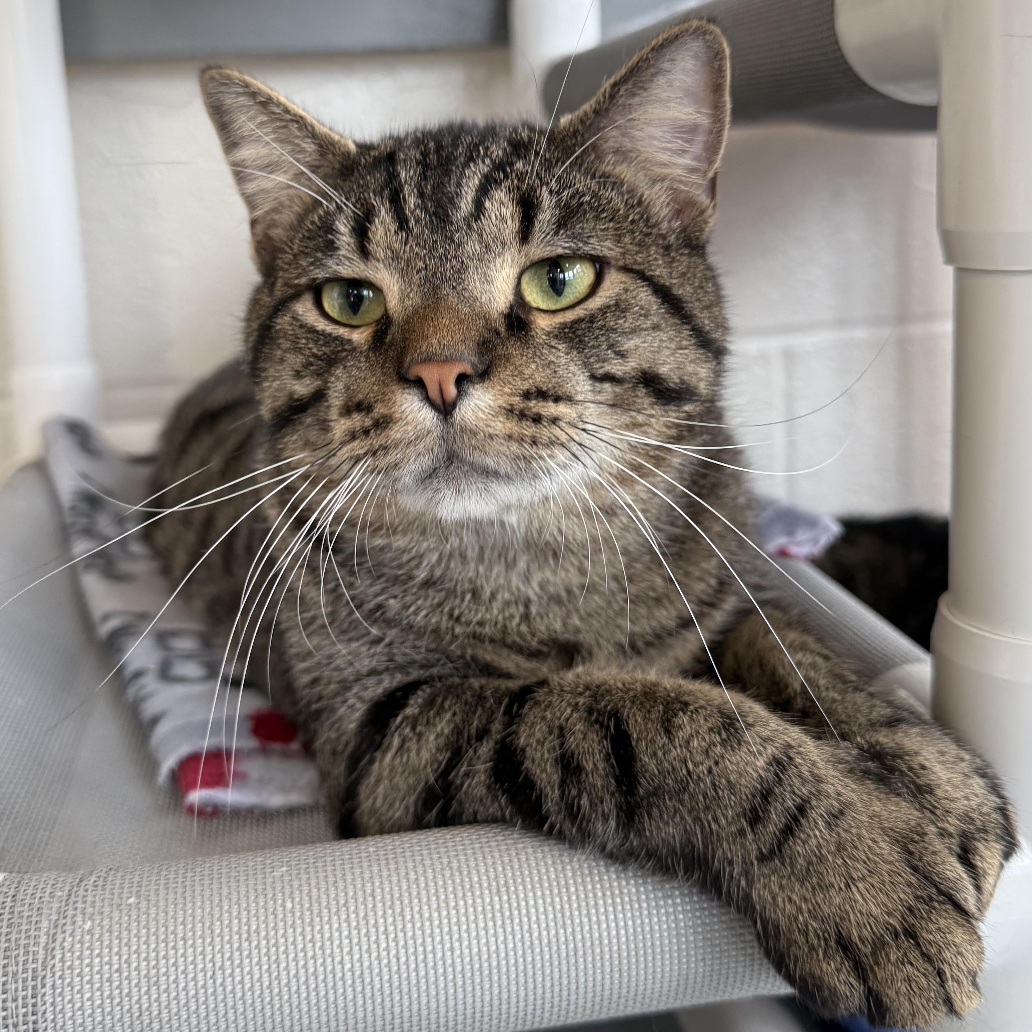 Enlarge Ozzy, an adopted mixed breed in Latrobe, PA image 2/5