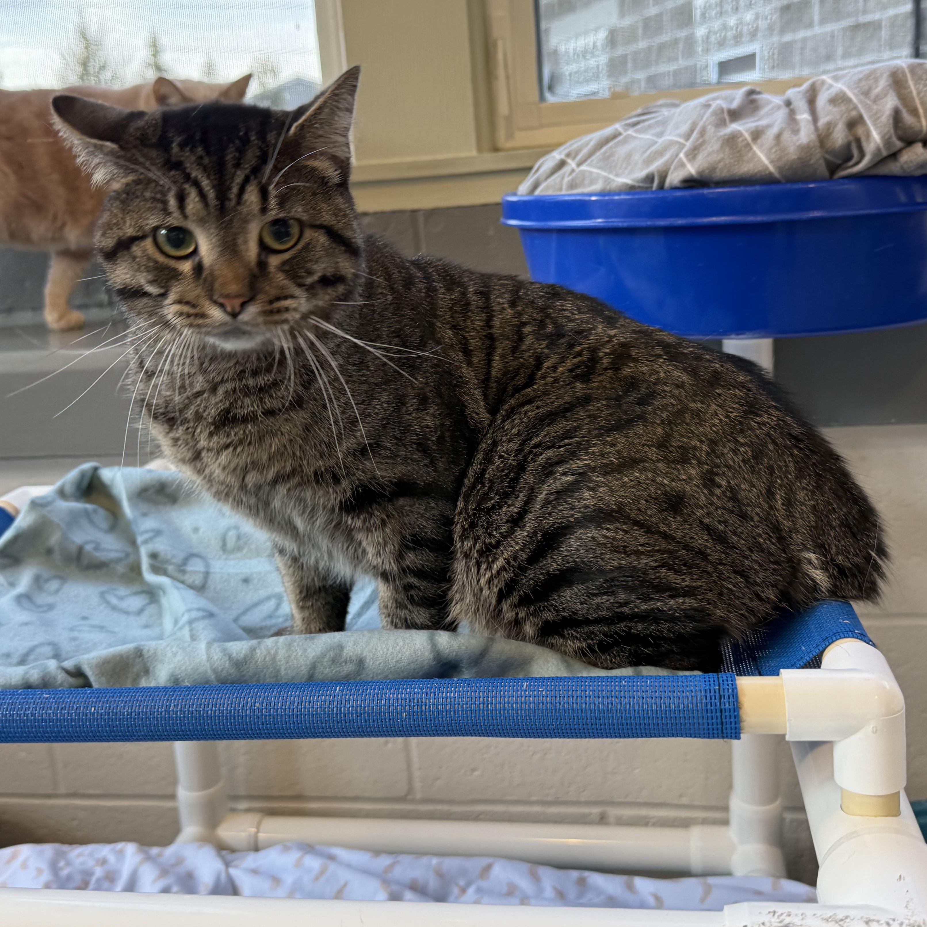 Enlarge Ozzy, an adopted mixed breed in Latrobe, PA image 5/5