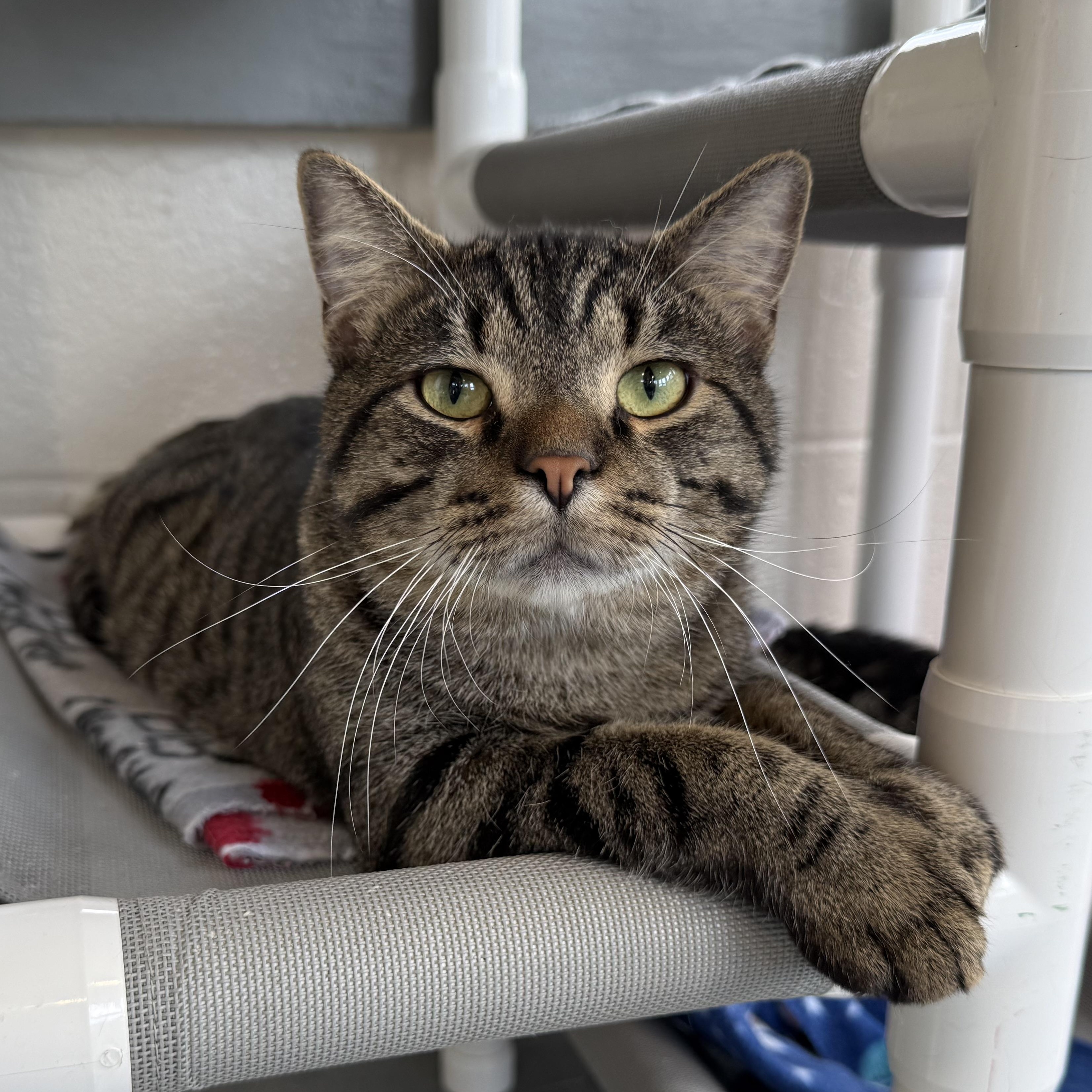 Ozzy, adopted, Young Male Domestic Short Hair.