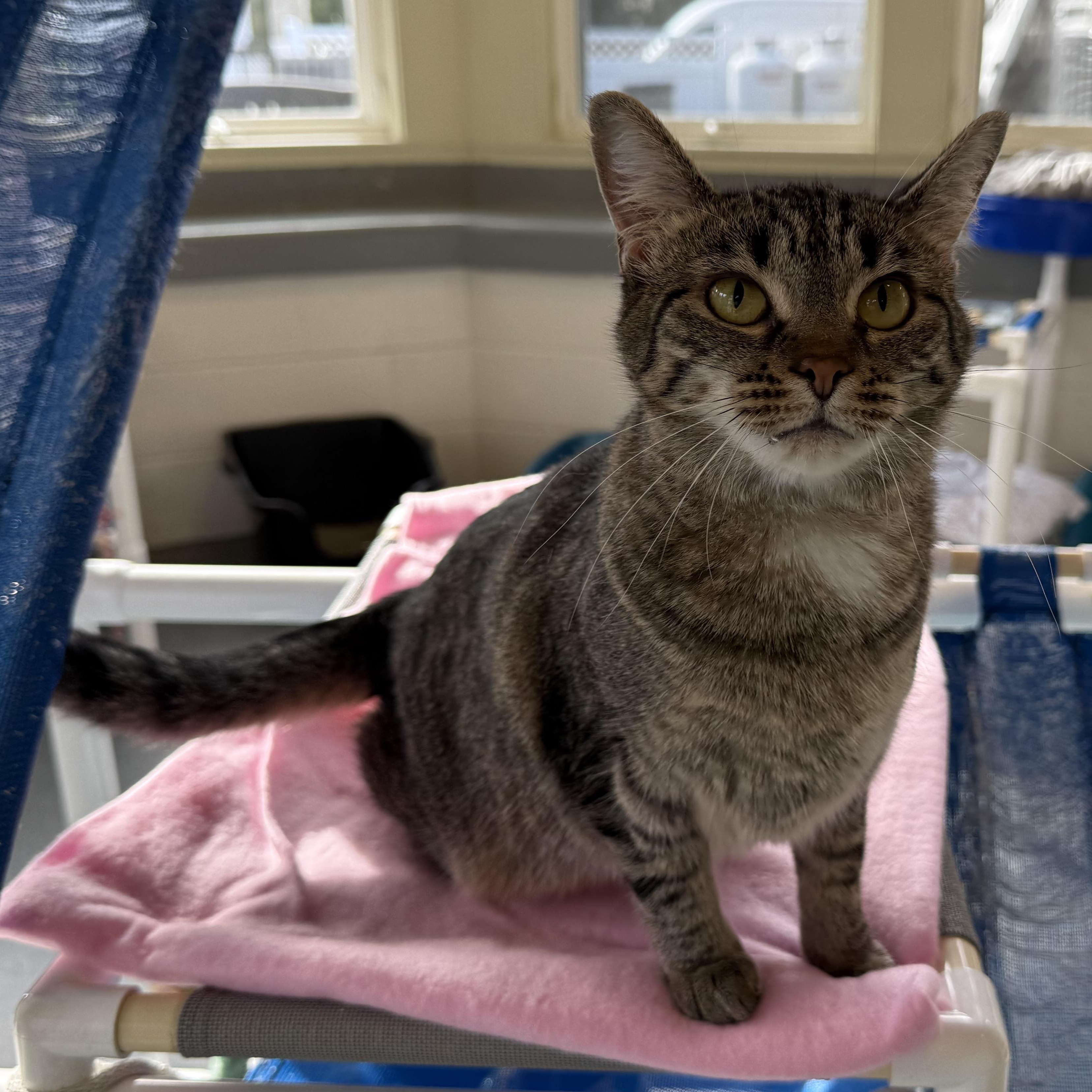 Enlarge Ozzy, an adopted mixed breed in Latrobe, PA image 4/5