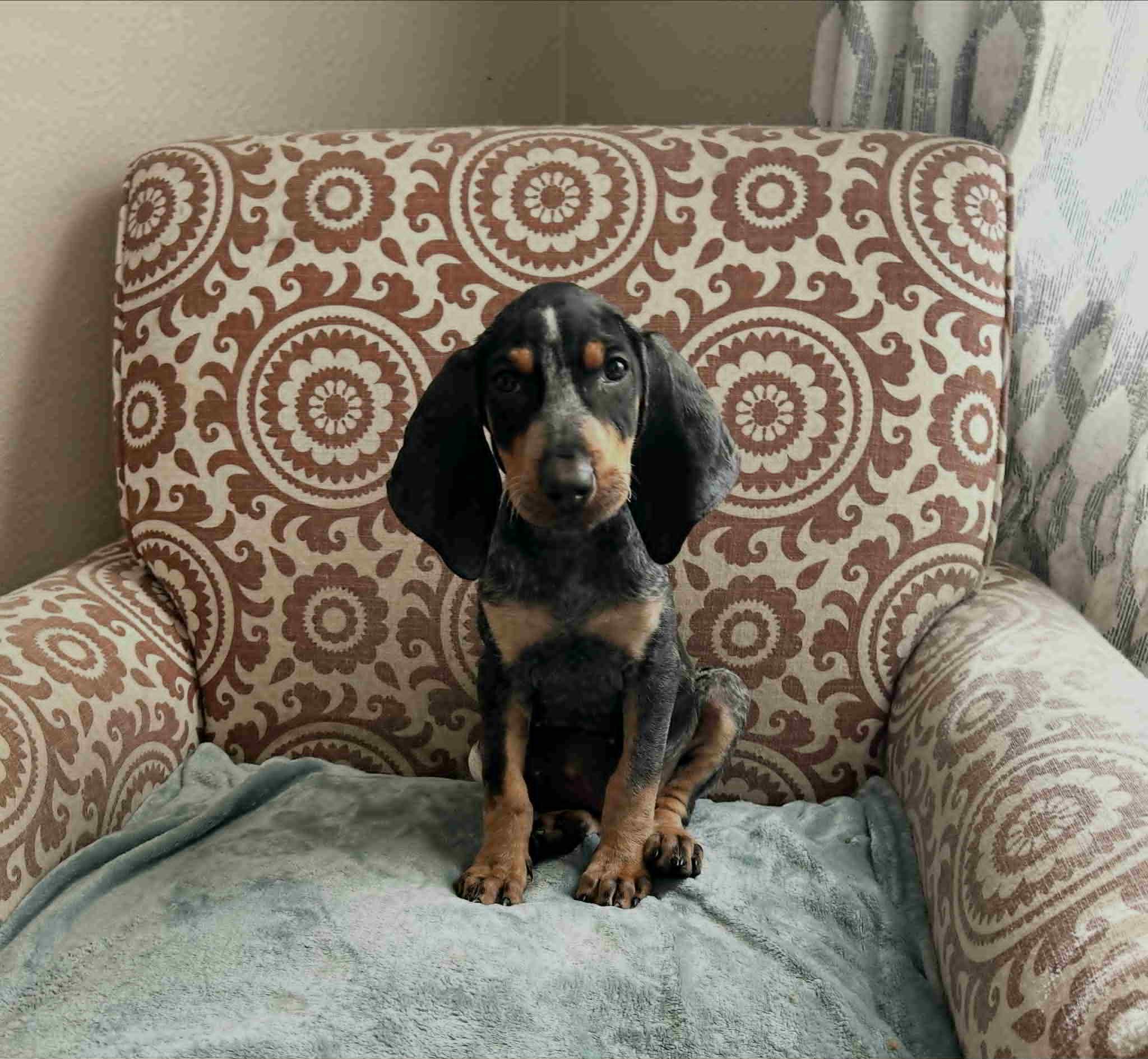 Lottie, Adopted, Puppy Female Bluetick Coonhound.