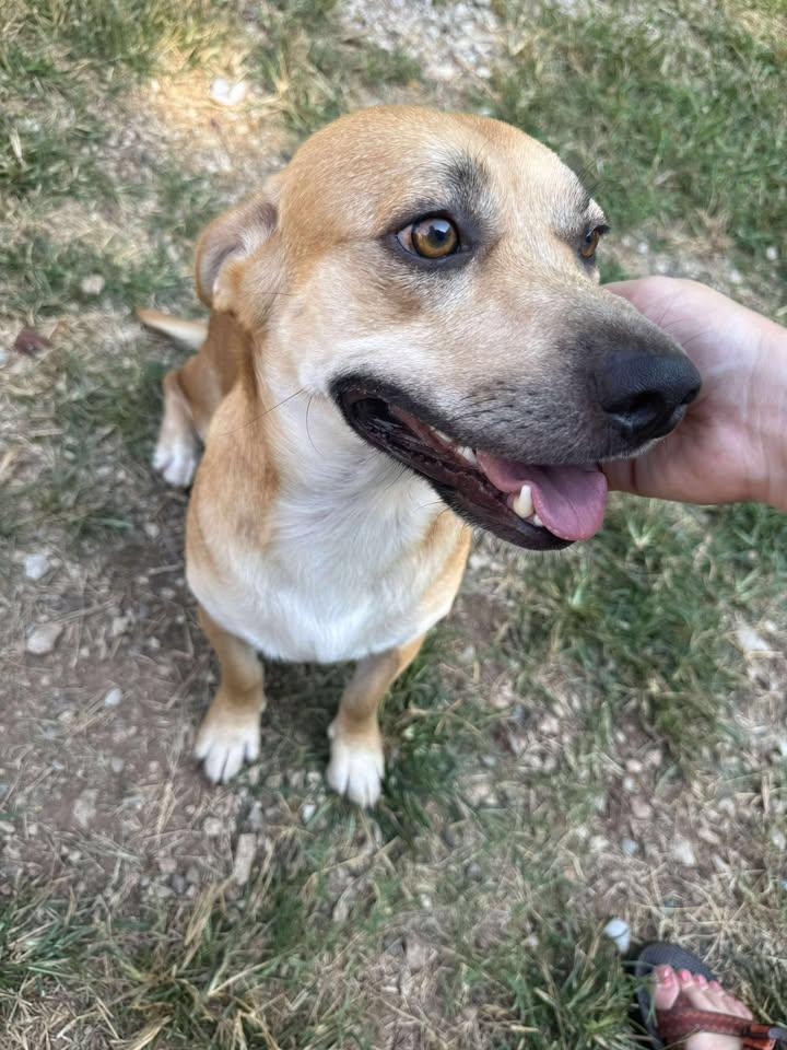 Diogee, Adoptable, Adult Male Corgi.