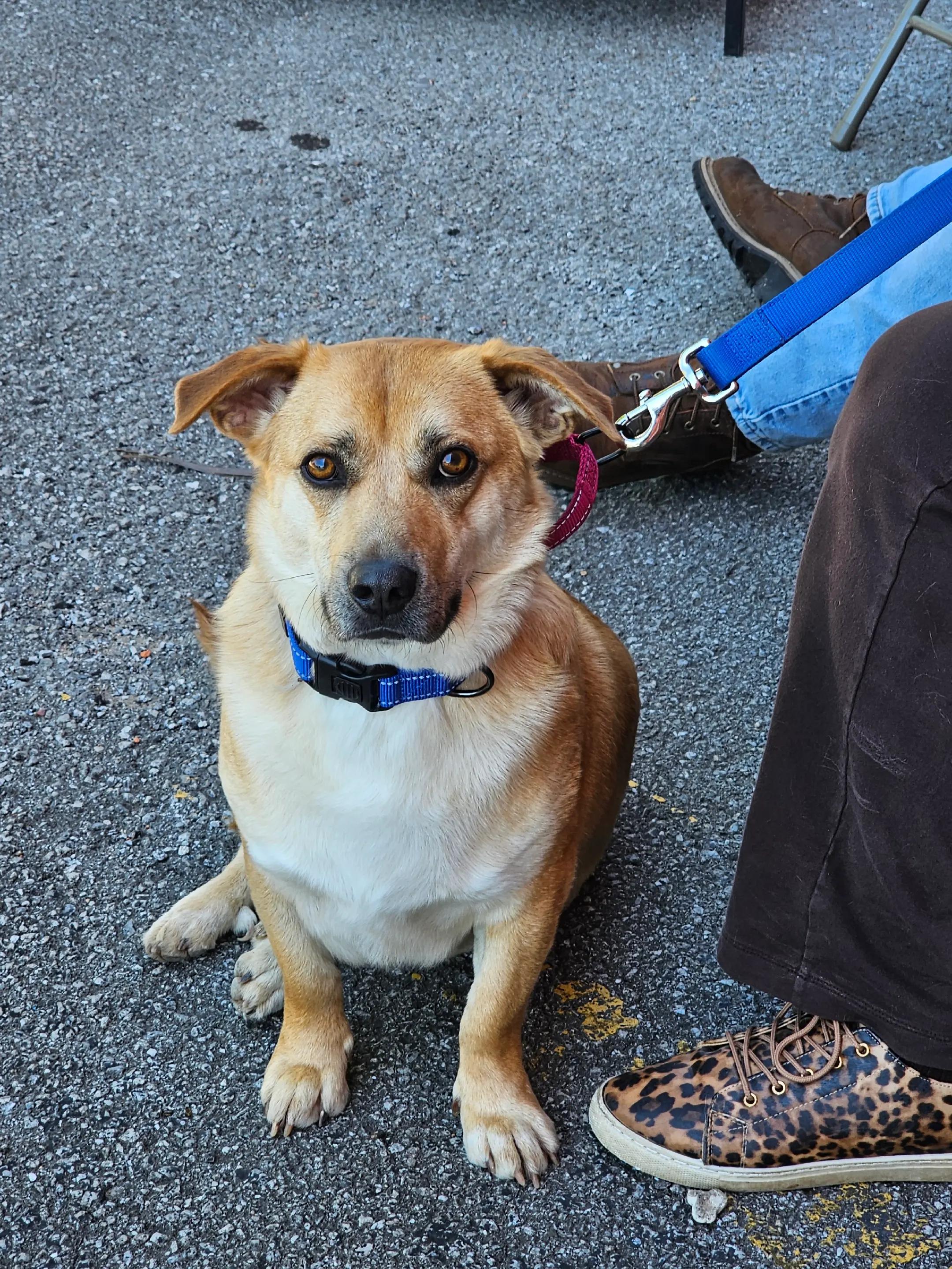 Enlarge Diogee, an adoptable mixed breed in Cleveland, OK image 2/2