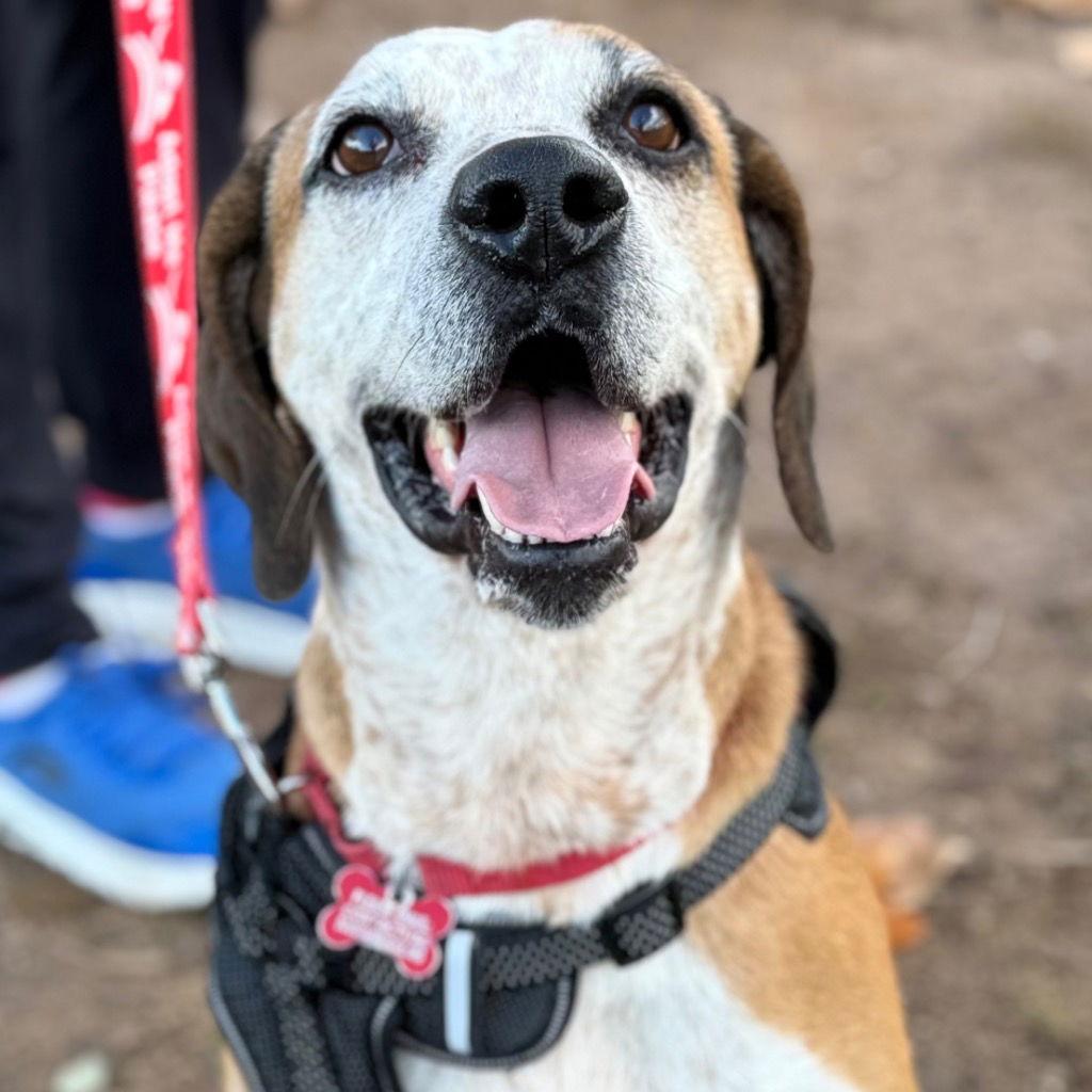 Enlarge Walter, a Adoptable mixed breed in Bloomfield, CT image 1/3