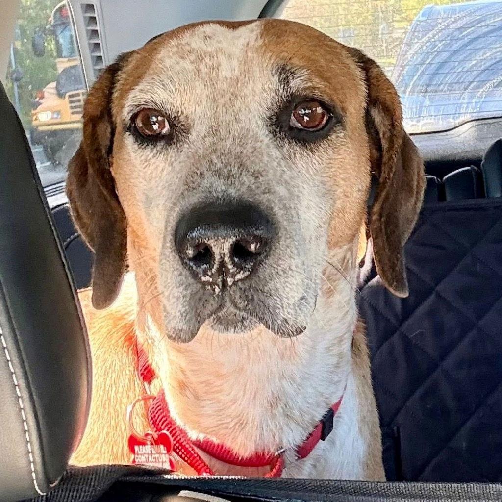 Enlarge Walter, a Adoptable mixed breed in Bloomfield, CT image 2/3