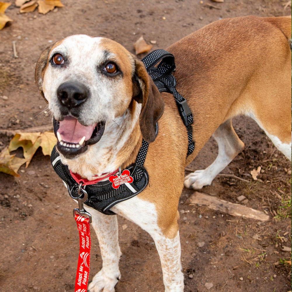 Enlarge Walter, a Adoptable mixed breed in Bloomfield, CT image 3/3
