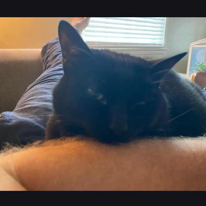 Enlarge Panda & Binx, a ADOPTABLE Domestic Short Hair in Royal Oak, MI image 5/6