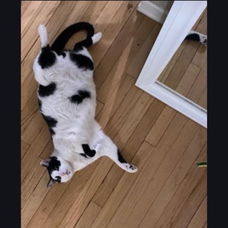 Enlarge Panda & Binx, a ADOPTABLE Domestic Short Hair in Royal Oak, MI image 3/6