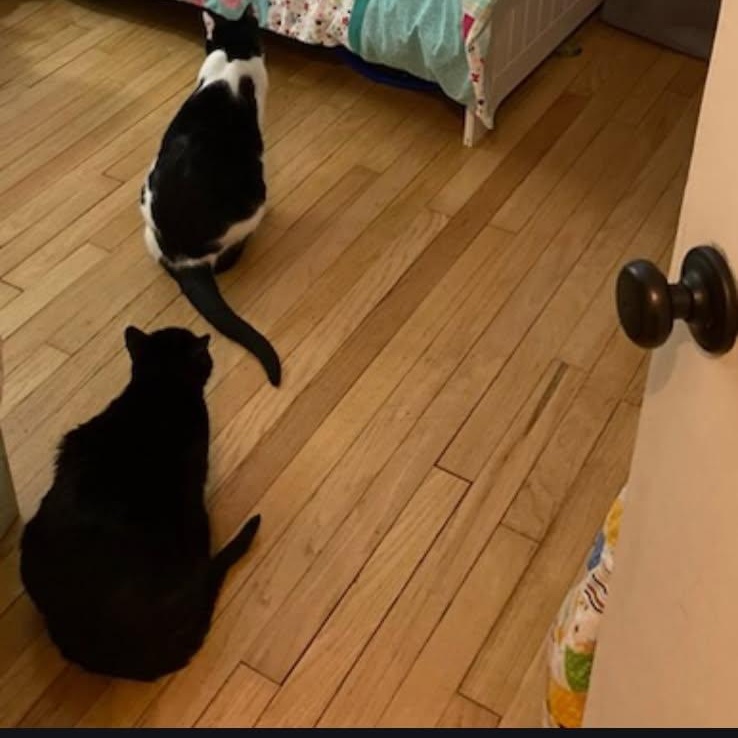 Enlarge Panda & Binx, a ADOPTABLE Domestic Short Hair in Royal Oak, MI image 6/6