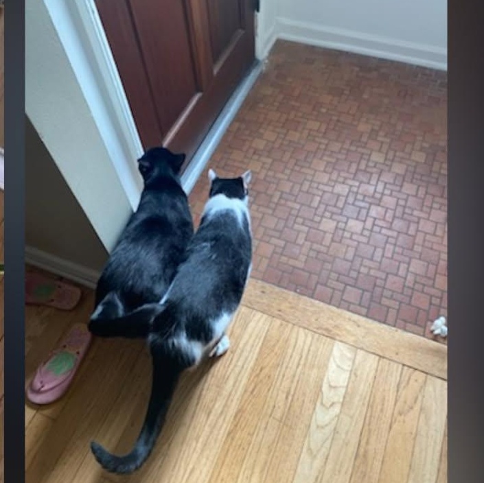 Enlarge Panda & Binx, a ADOPTABLE Domestic Short Hair in Royal Oak, MI image 4/6