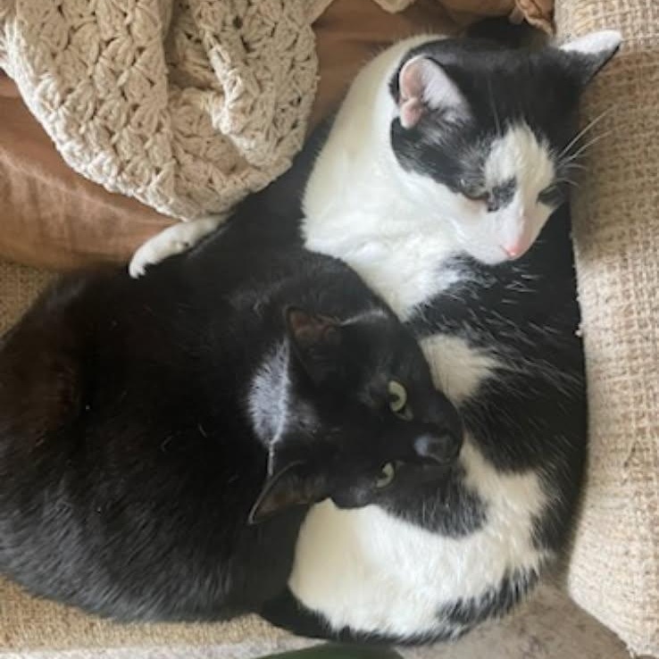 Panda & Binx, ADOPTABLE, Adult Male Domestic Short Hair.