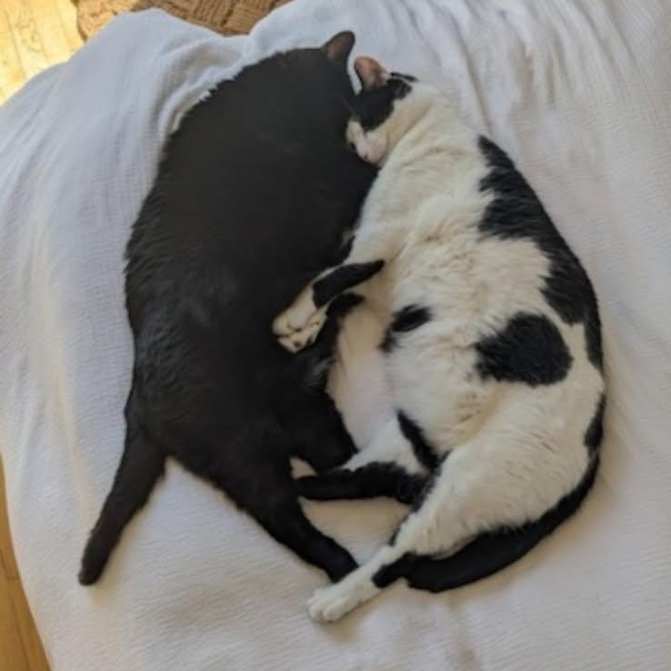 Panda & Binx, ADOPTABLE, Adult Male Domestic Short Hair.