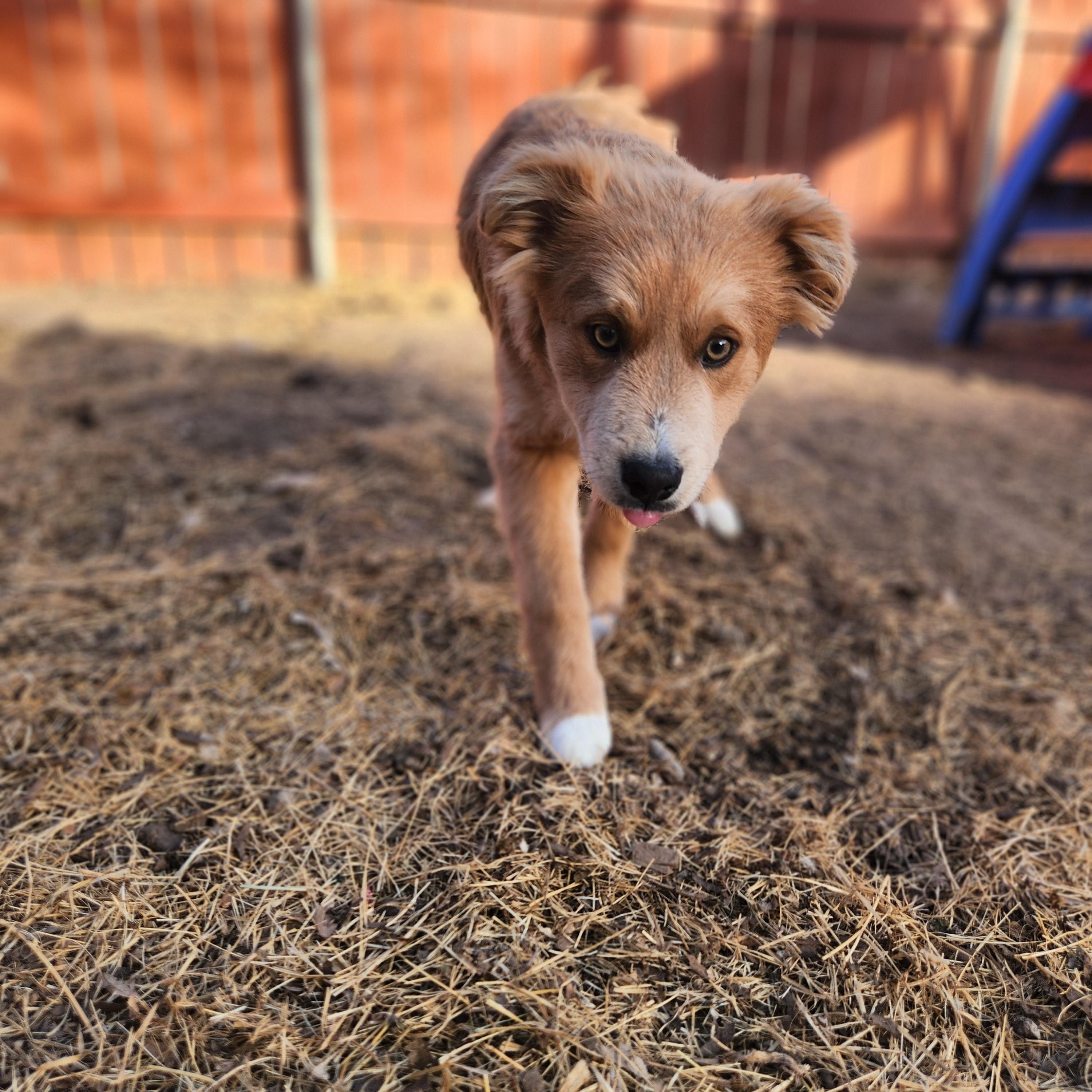 Enlarge Nugget, an adopted mixed breed in Amarillo, TX image 2/4