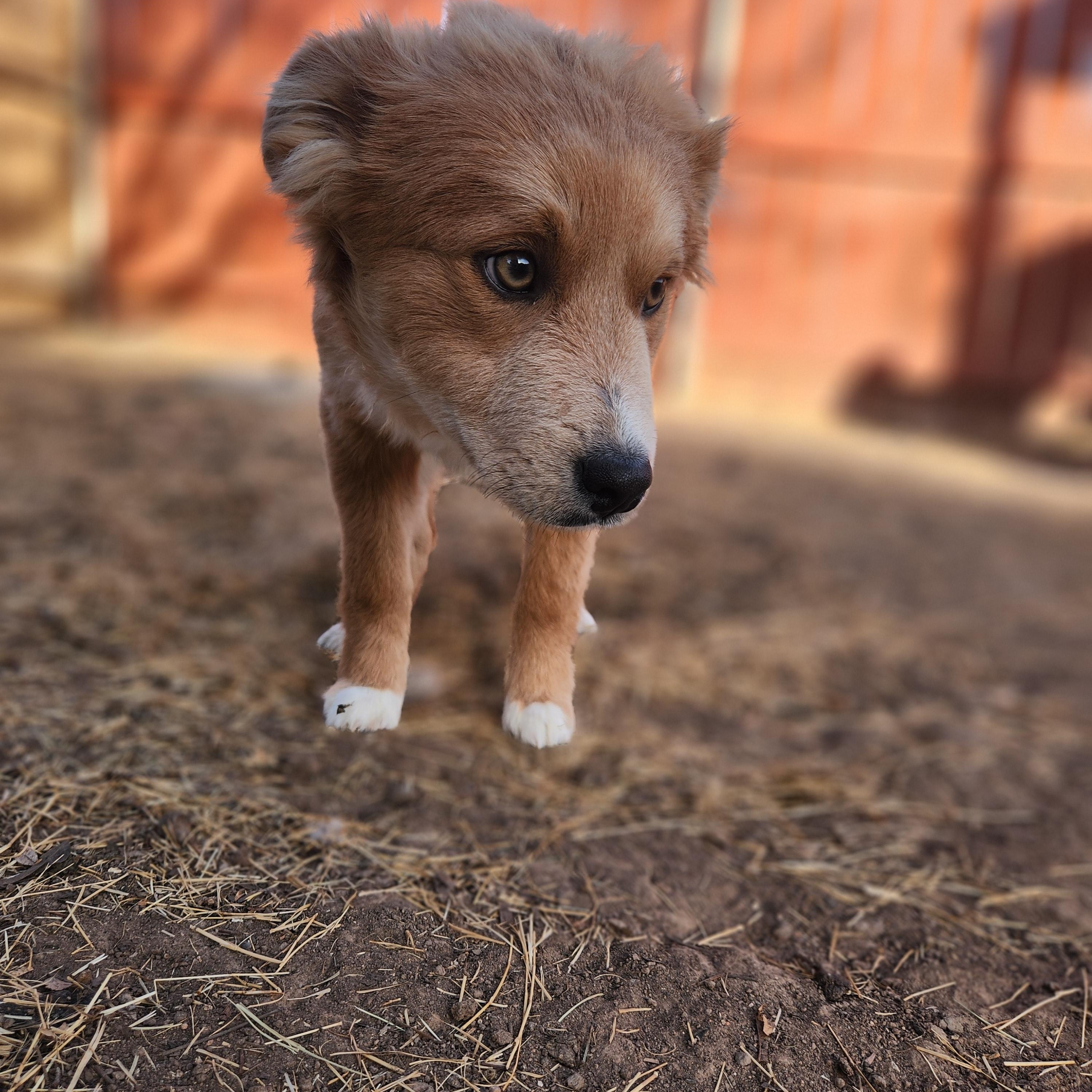 Enlarge Nugget, an adopted mixed breed in Amarillo, TX image 4/4