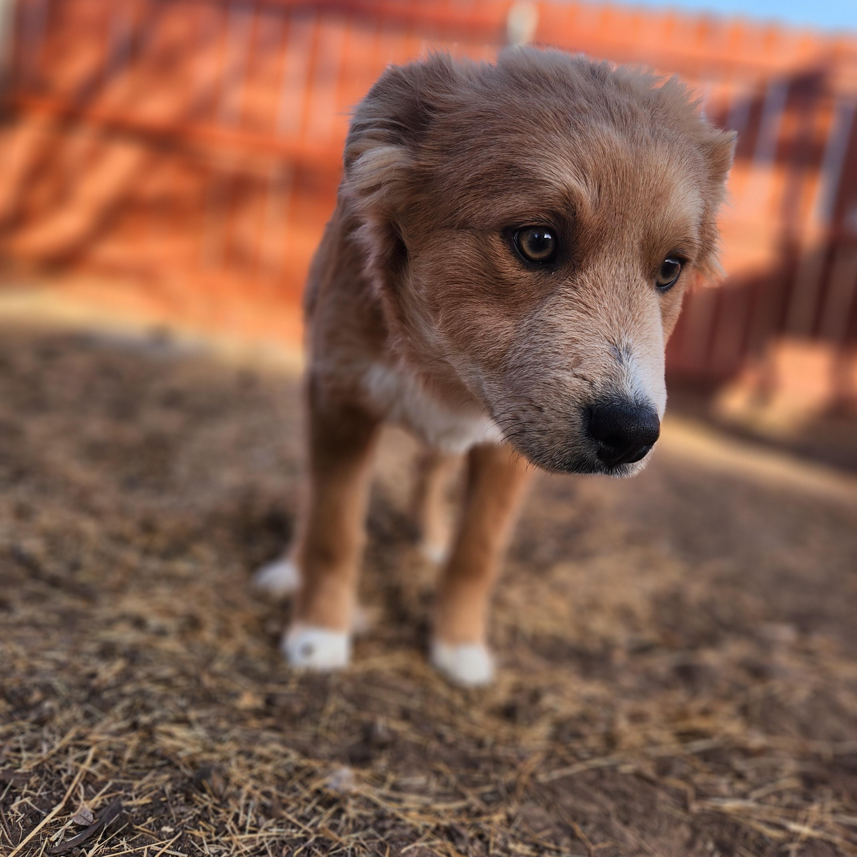 Enlarge Nugget, an adopted mixed breed in Amarillo, TX image 3/4